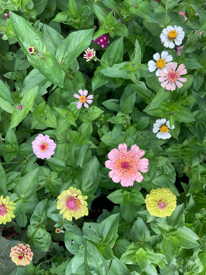 Zinnia "Cresto! Peachy Pink"