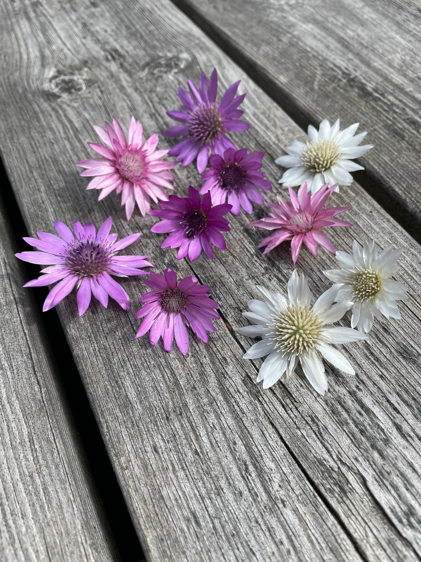 Pappersblomster