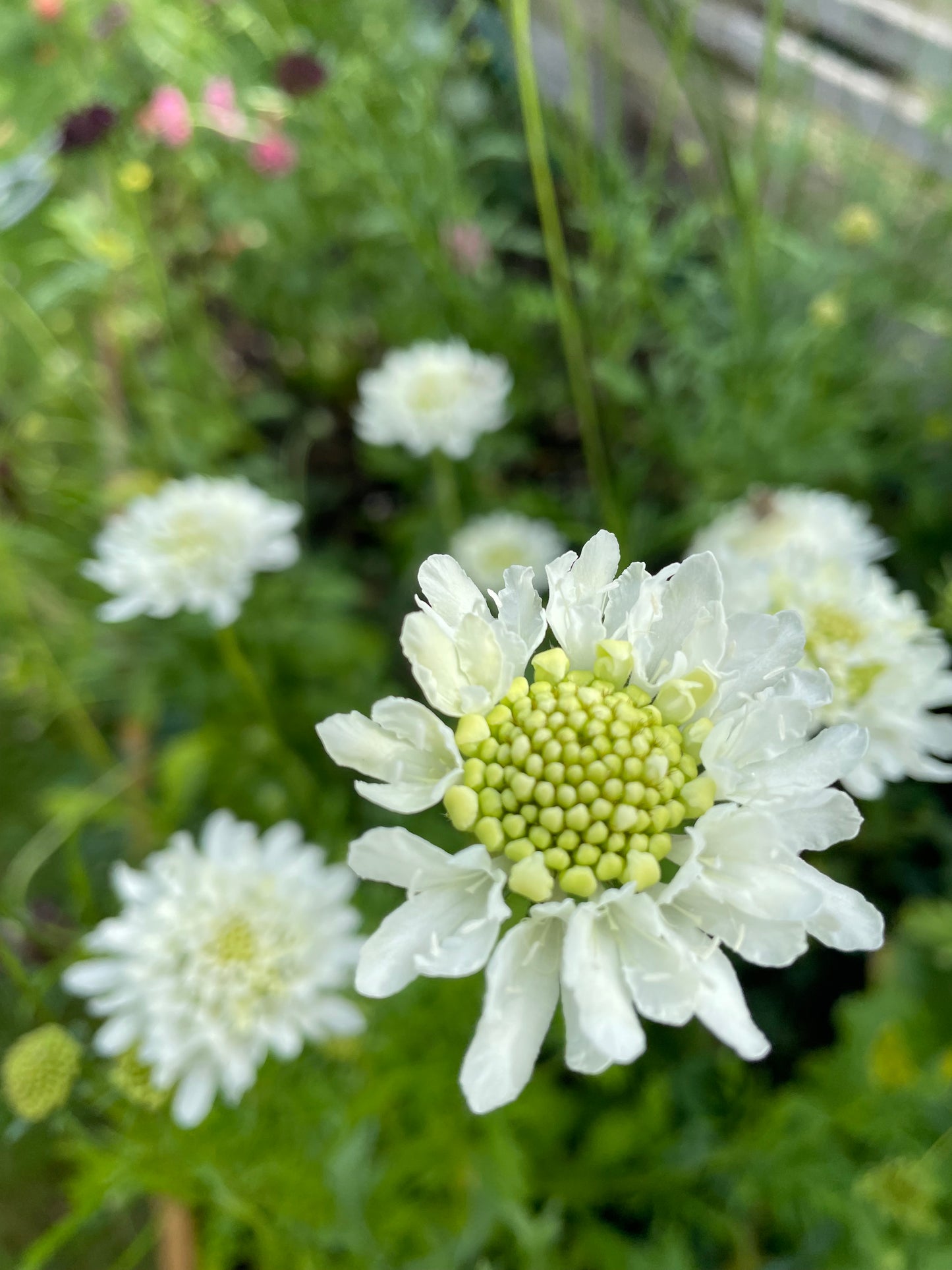 Praktvädd ”Tall double white”