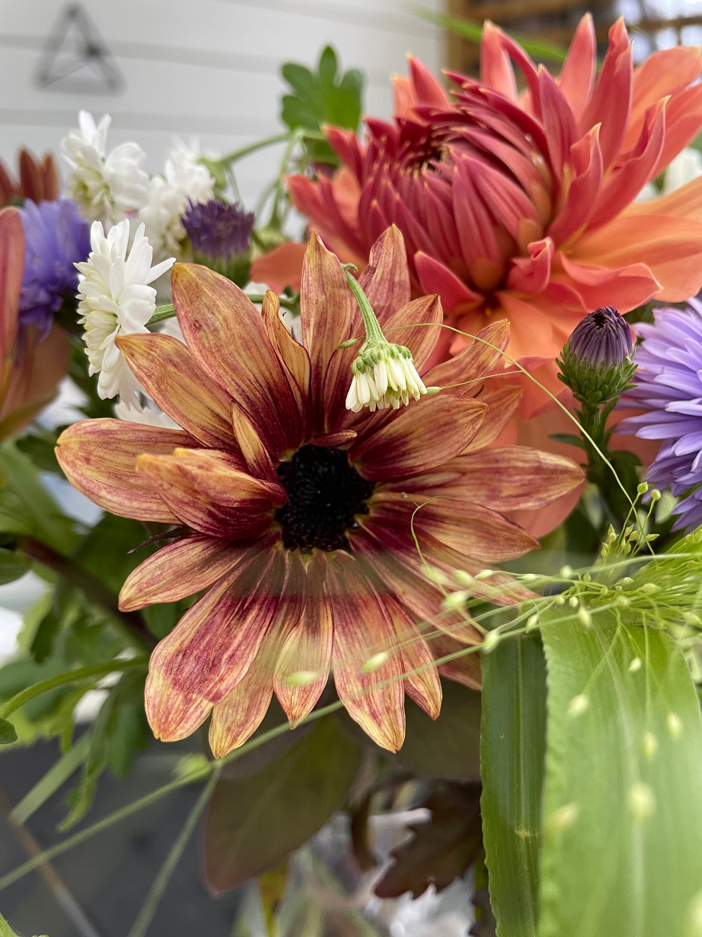 Solros F1 ”Pro Cut Plum”