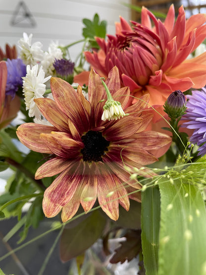 Solros F1 ”Pro Cut Plum”