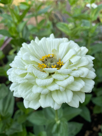 Zinnia ”Dahlia Flowered White”