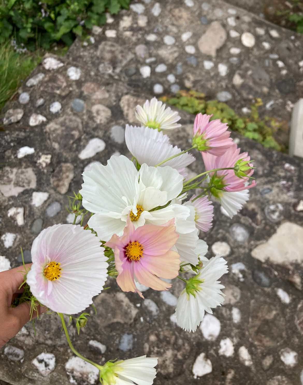 Rosenskära ”Cupcake Blush”