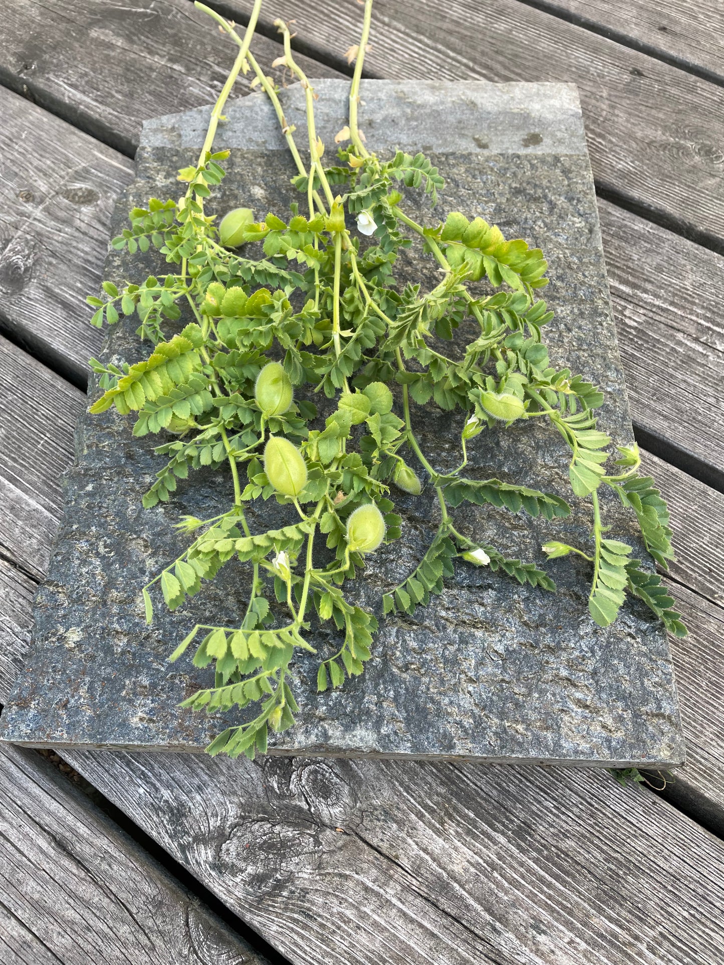 Kikärt