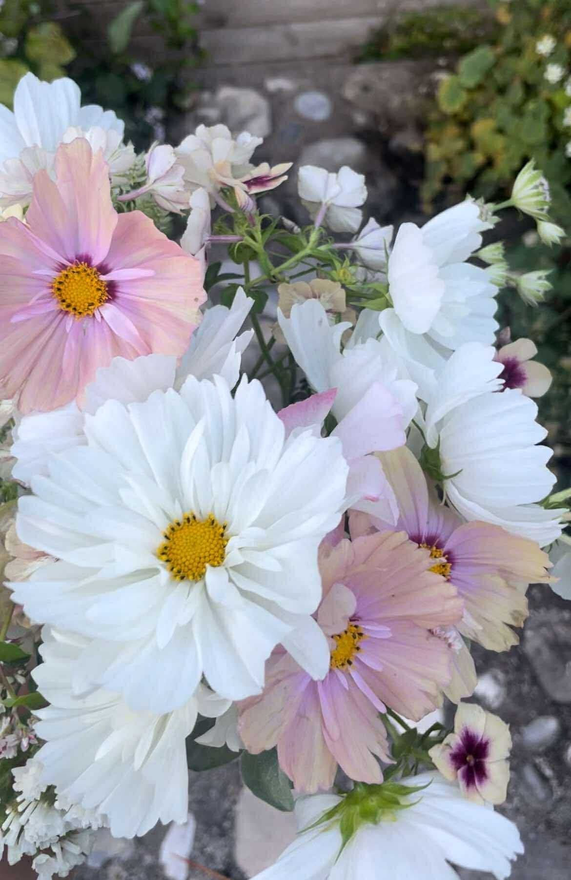 Rosenskära ”Fizzy White”