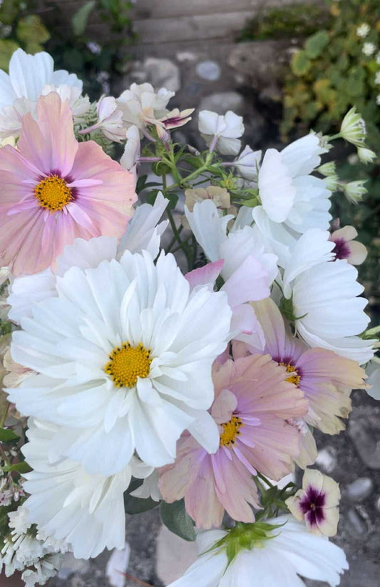 Rosenskära ”Fizzy White”