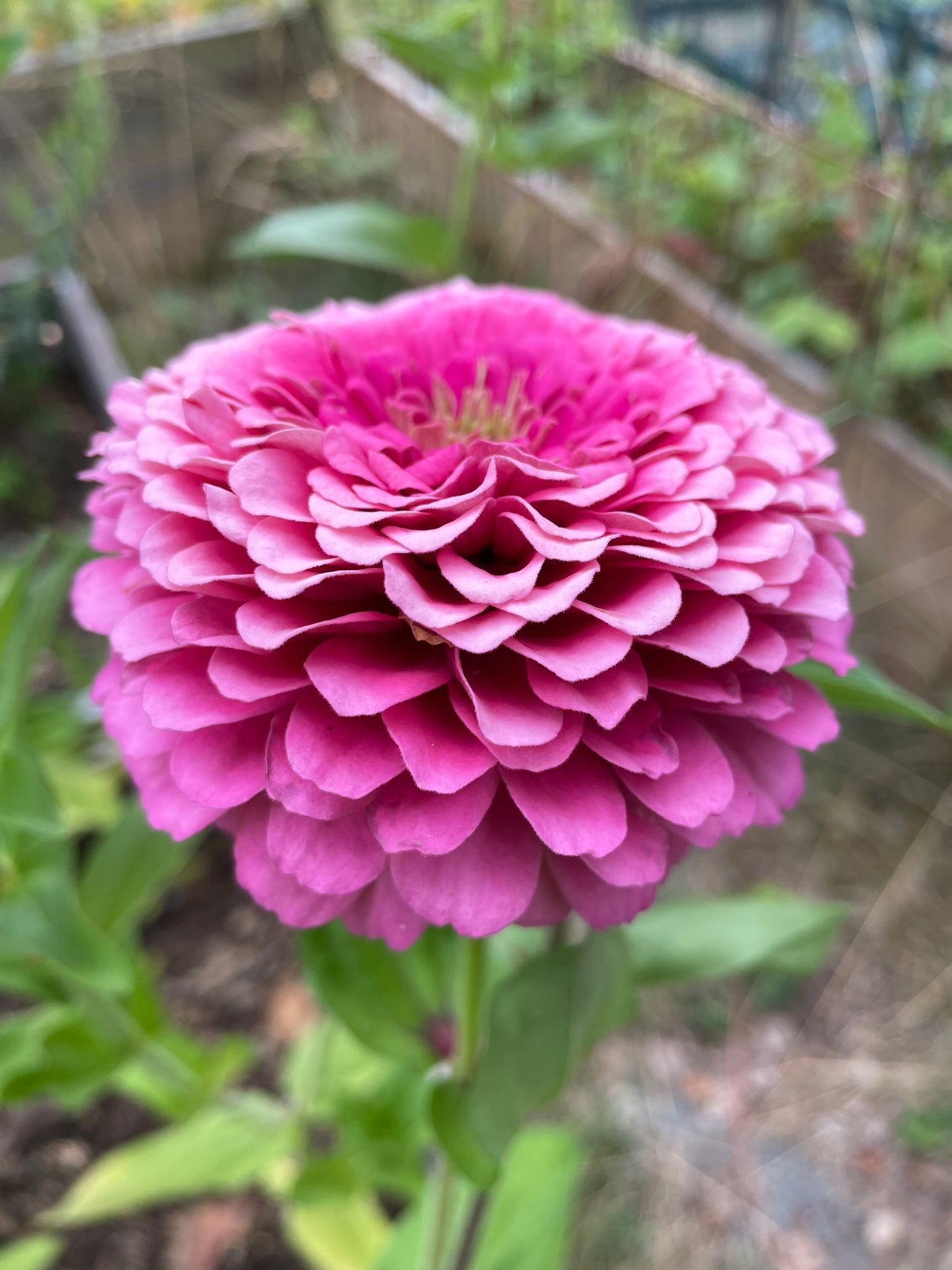 Zinnia ”Dahlia Flowered Pink”