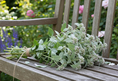 Bergsmynta ”Präriemynta”