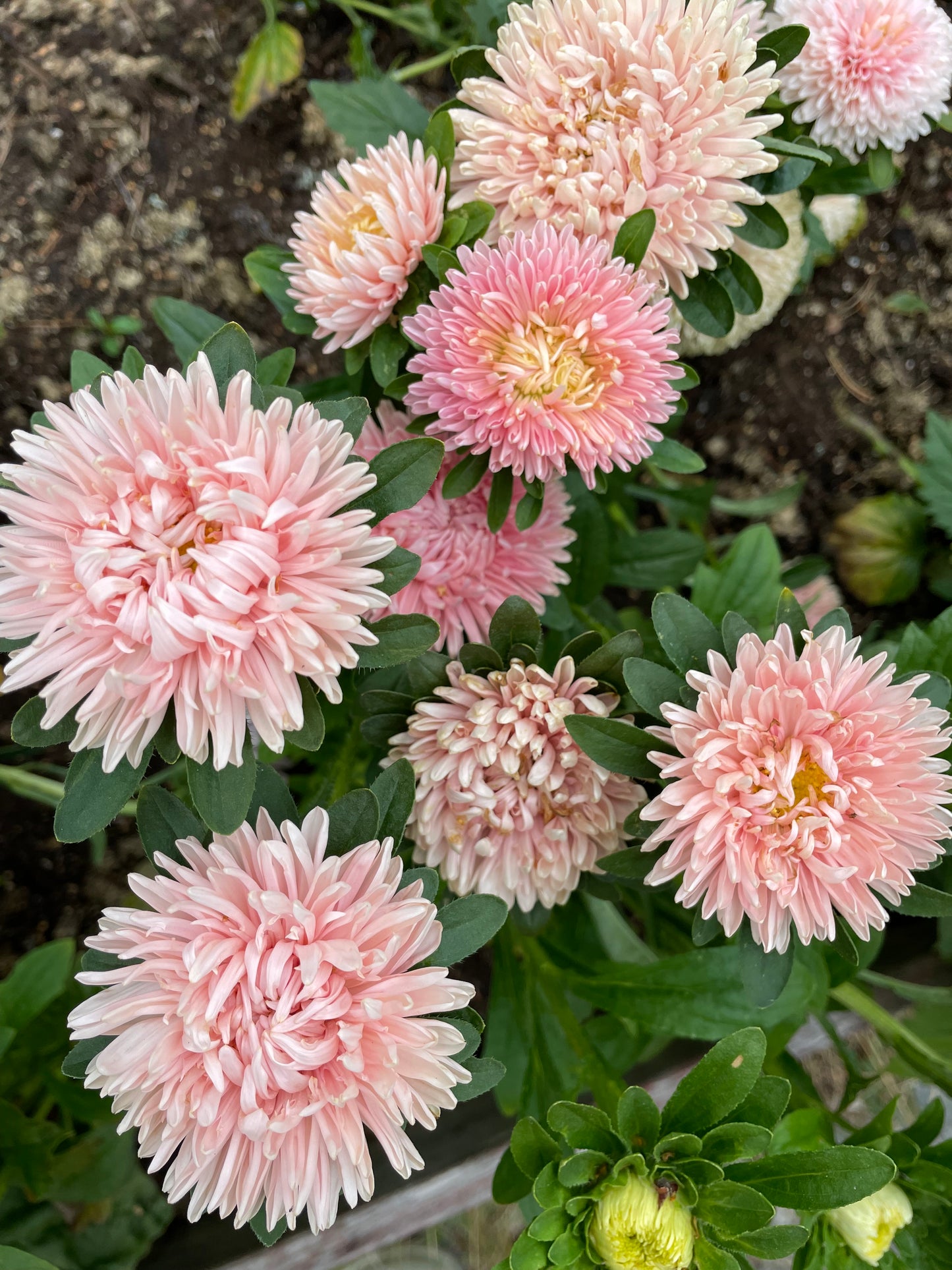Sommaraster "Chrissantella Lotus flower"