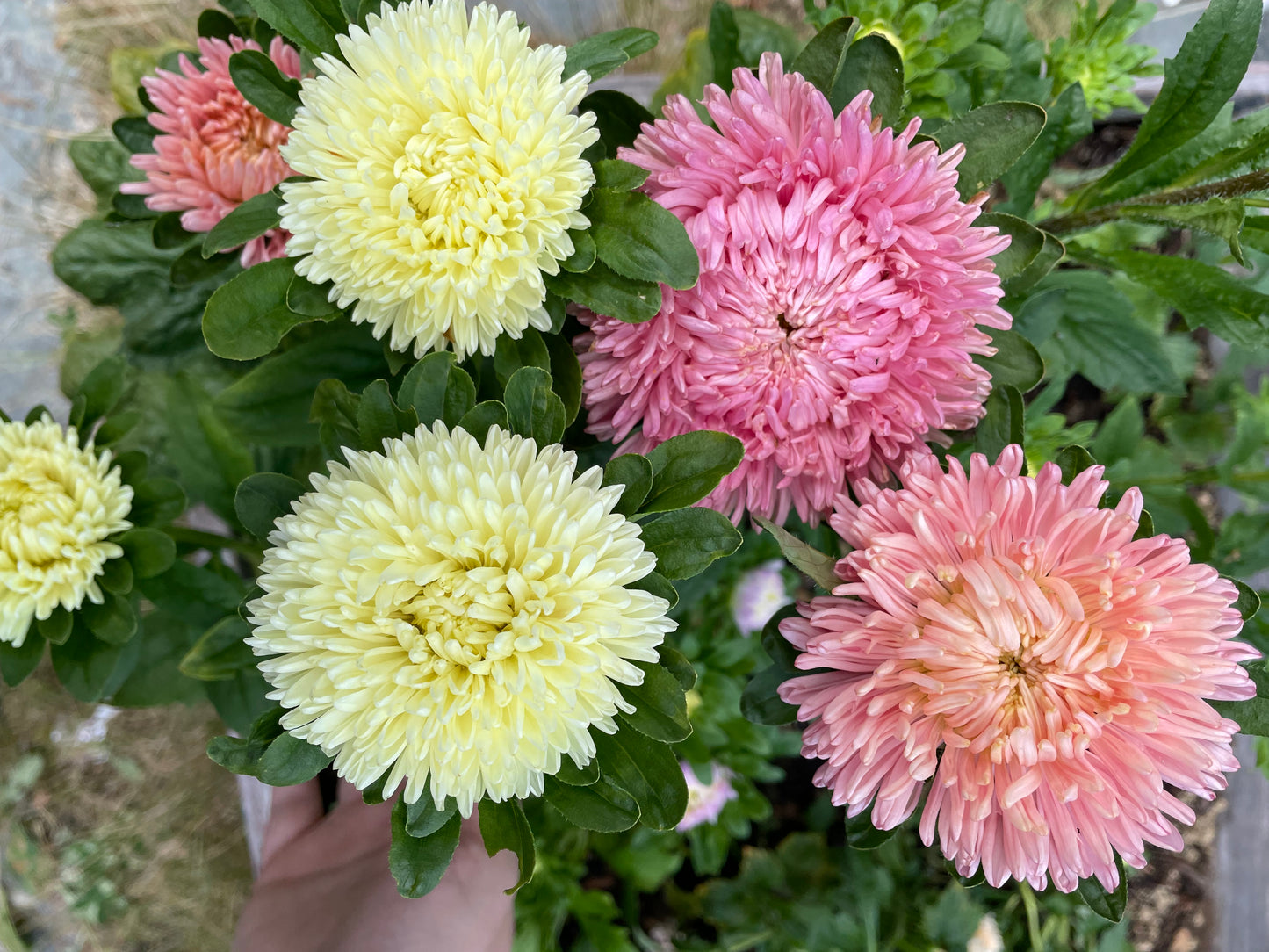 Sommaraster ”Chrysantella Living Coral”