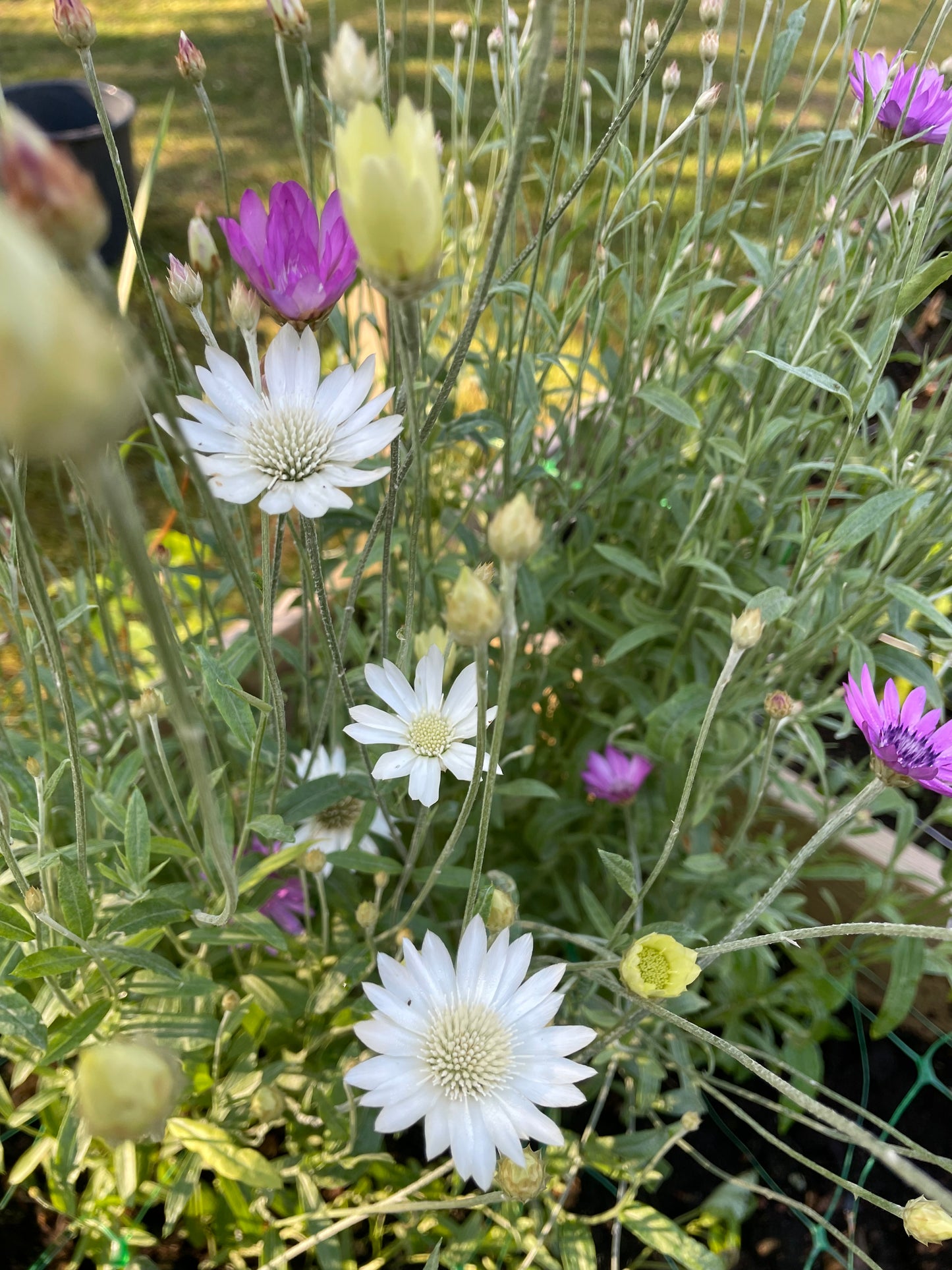 Pappersblomster