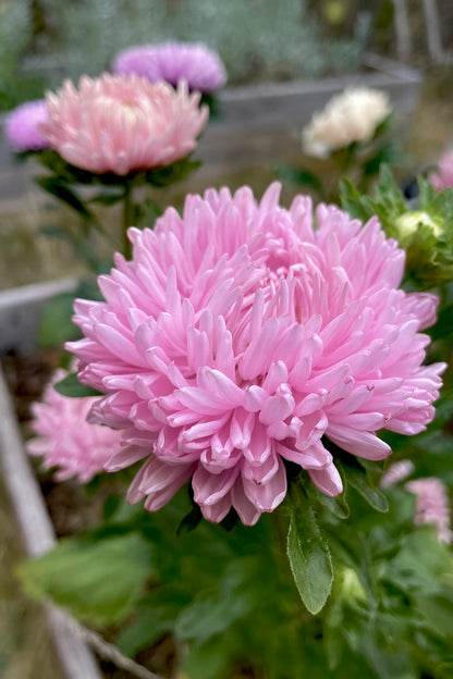 Sommaraster ”Chrisantella Love Me Tender”