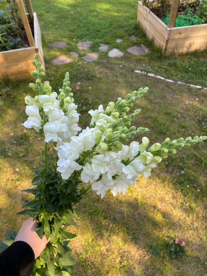 Lejongap F1 ”Potomac Ivory White”