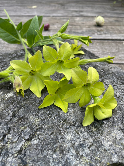 Blomstertobak "Lime green"