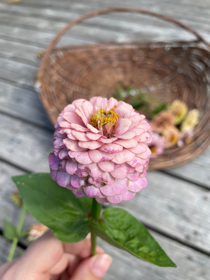 Zinnia ”Sweet Pastels”