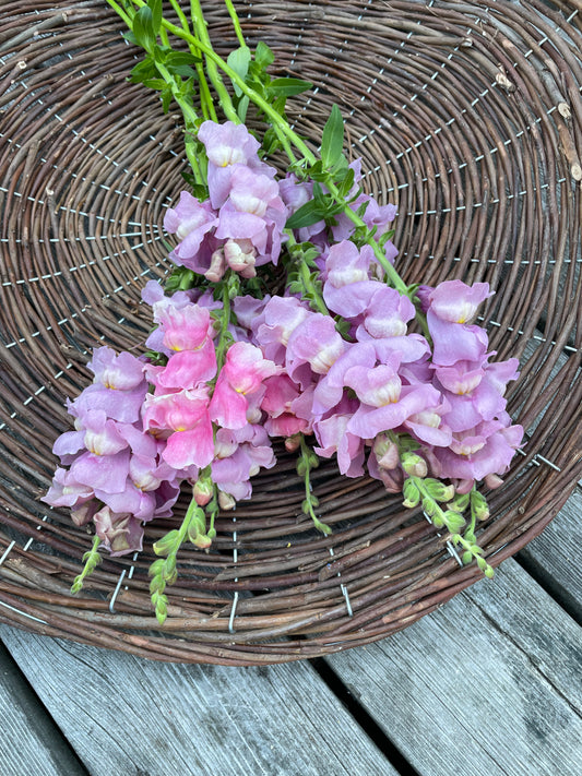 Lejongap F1 ”Potomac Lavender”