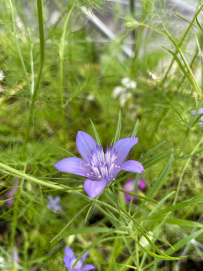 Jungfrun i det gröna ”Blue Stars”