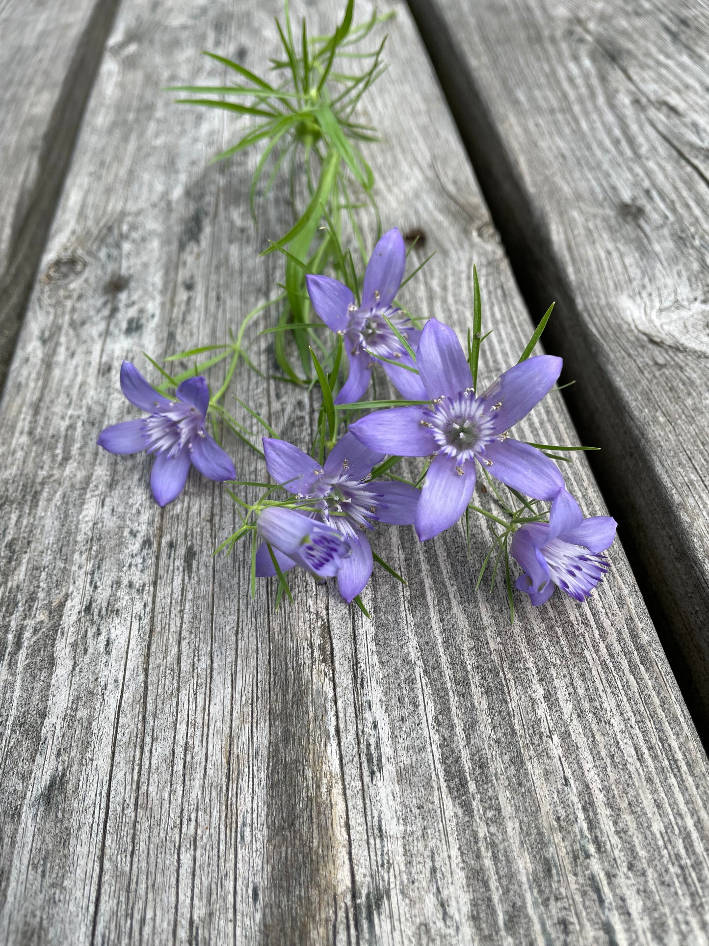 Jungfrun i det gröna ”Blue Stars”