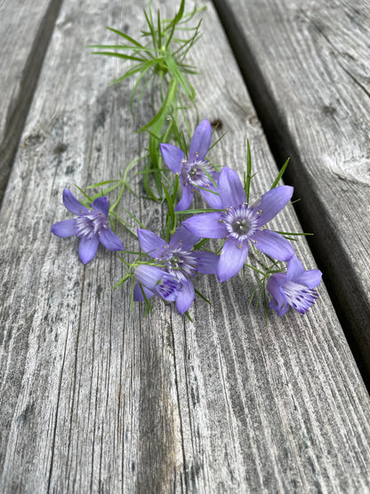 Jungfrun i det gröna ”Blue Stars”