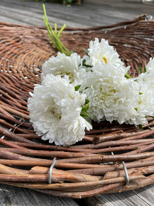 Sommaraster "Tall White"