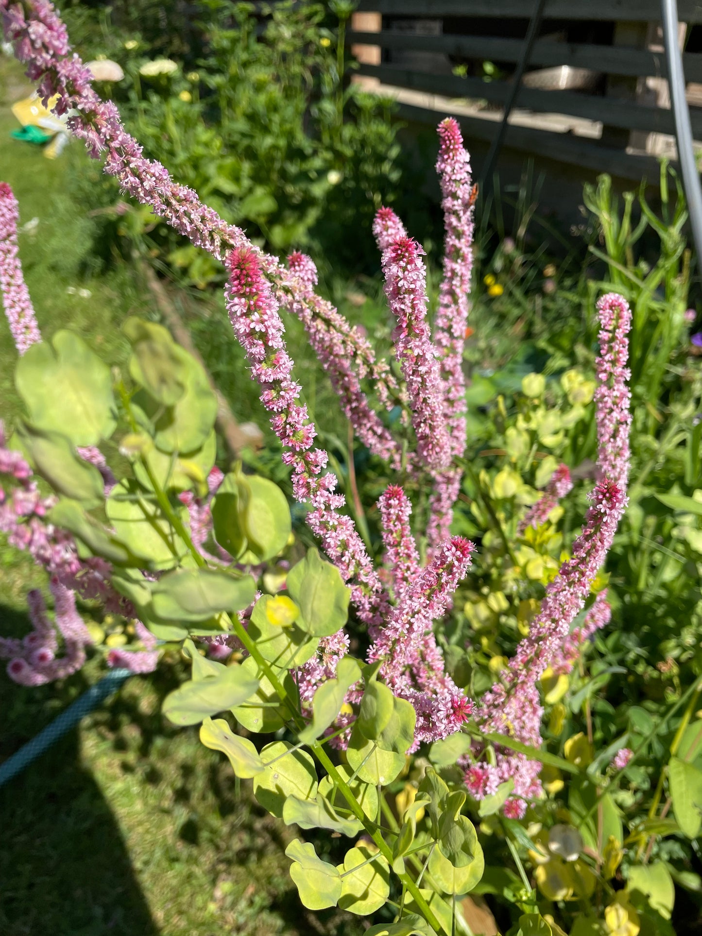 Axrisp ”Pink Pokers”