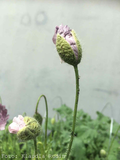 Kornvallmo ”Amazing Grey”