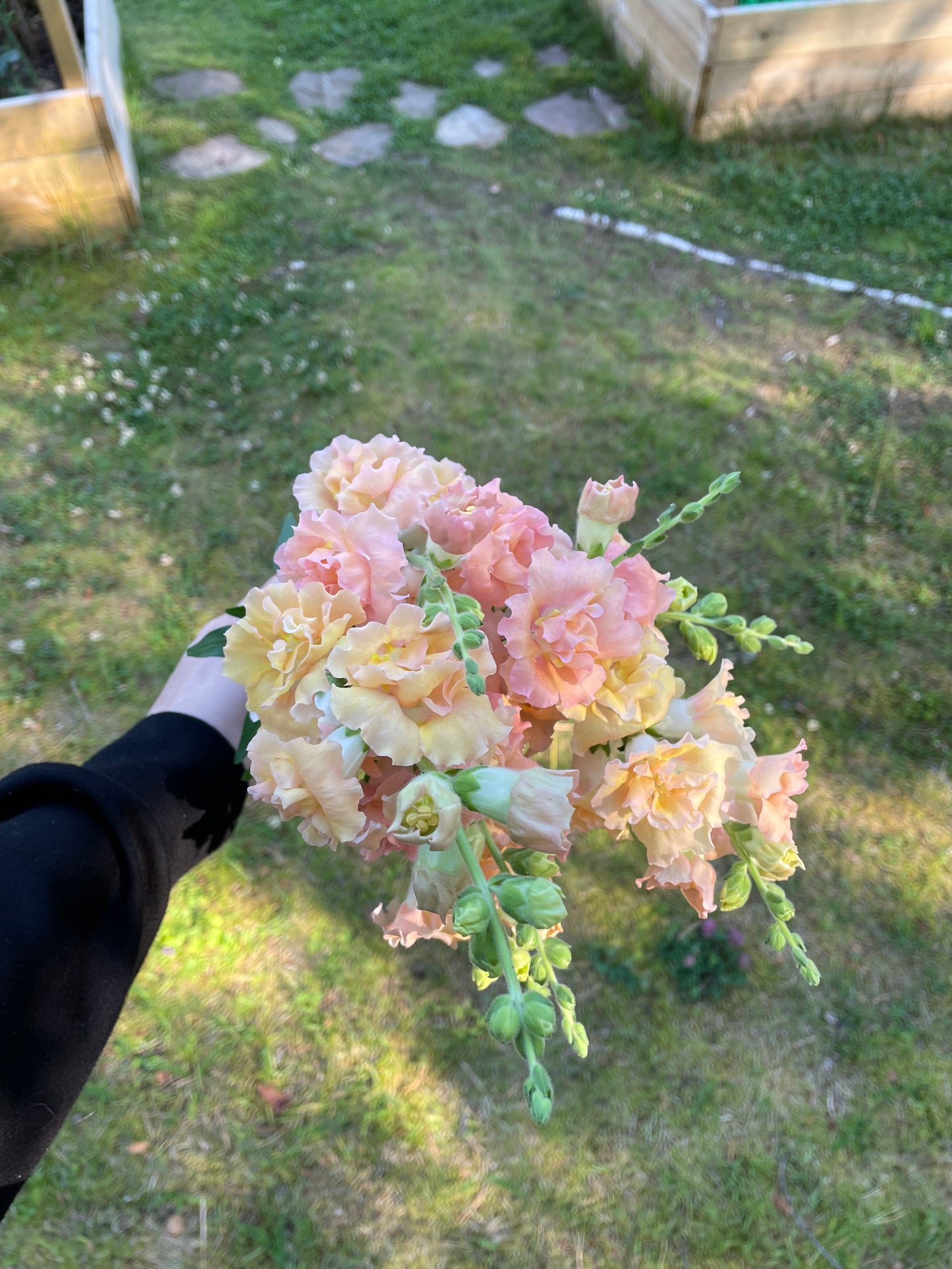 Lejongap F1 ”Snapstar Champagne”