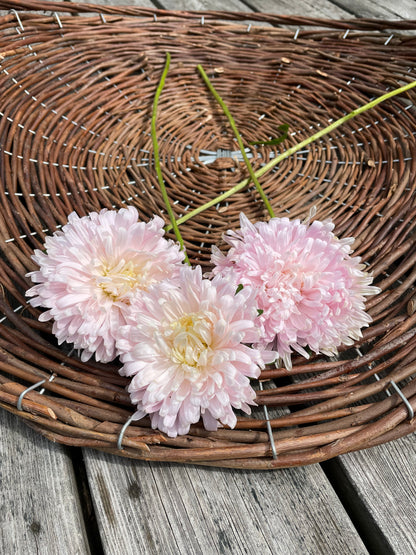 Sommaraster "King size Appleblossom"