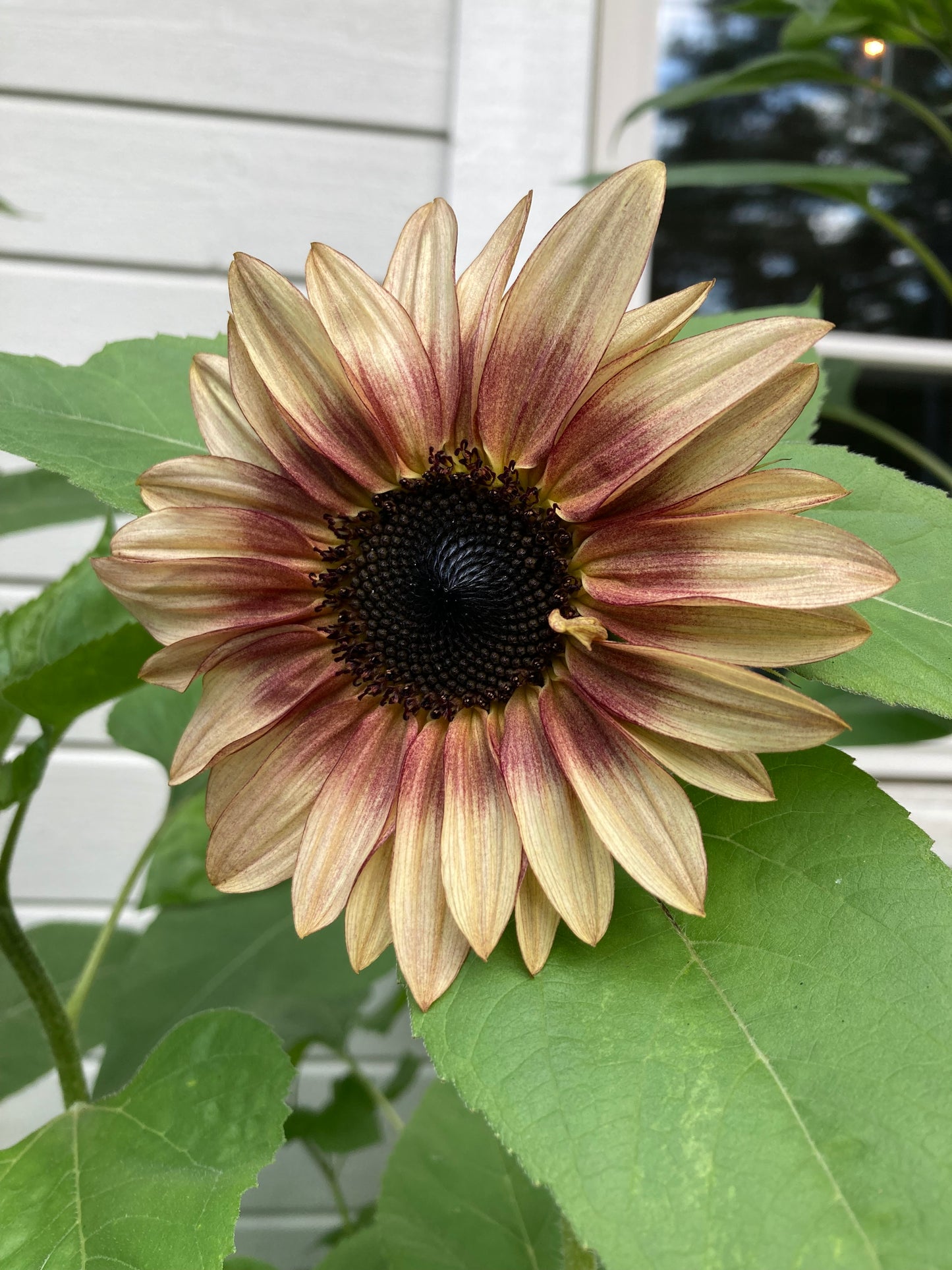 Solros F1 ”Pro Cut Plum”