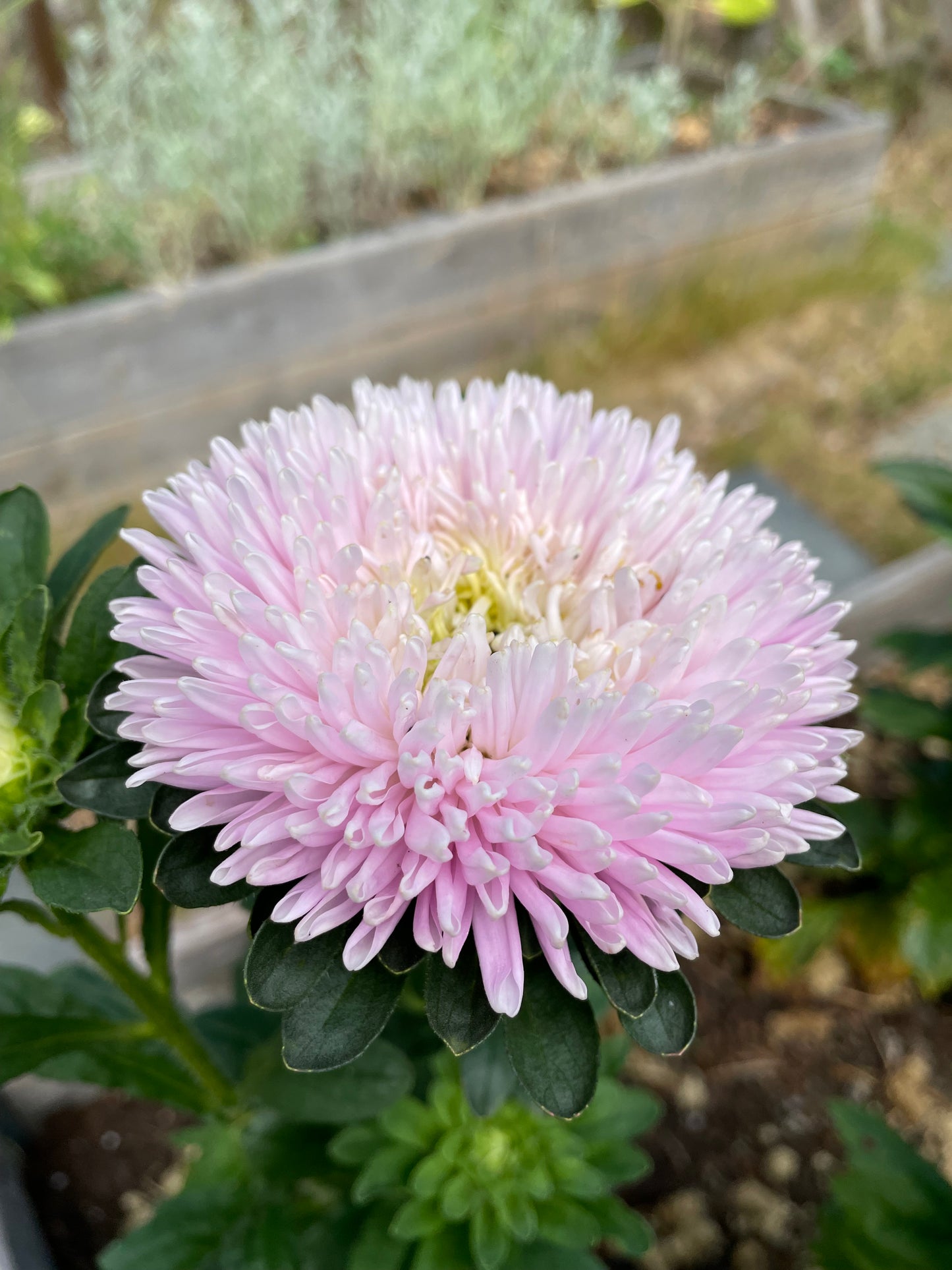 Sommaraster ”Chrisantella Sakura"