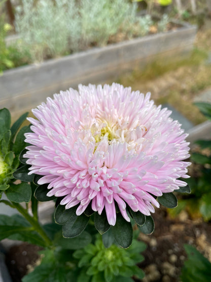 Sommaraster ”Chrisantella Sakura"