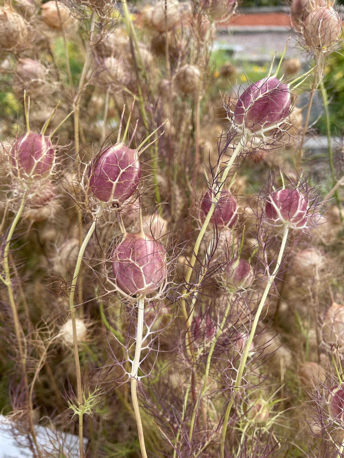Jungfrun i det gröna ”Albion Black pods”