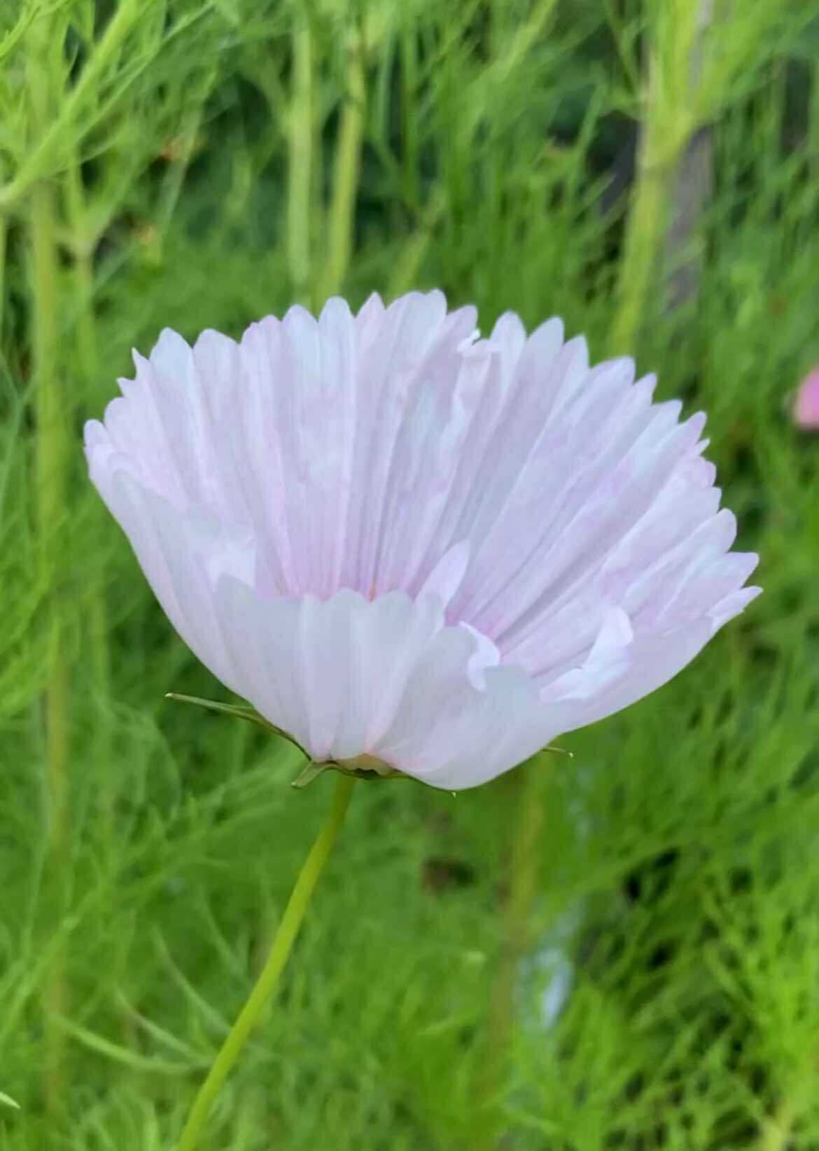 Rosenskära ”Cupcake Blush”