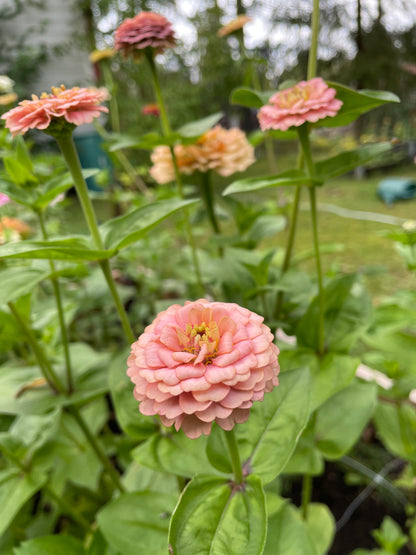 Zinnia ”Sweet Pastels”