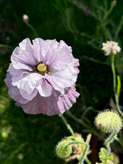 Kornvallmo ”Amazing Grey”