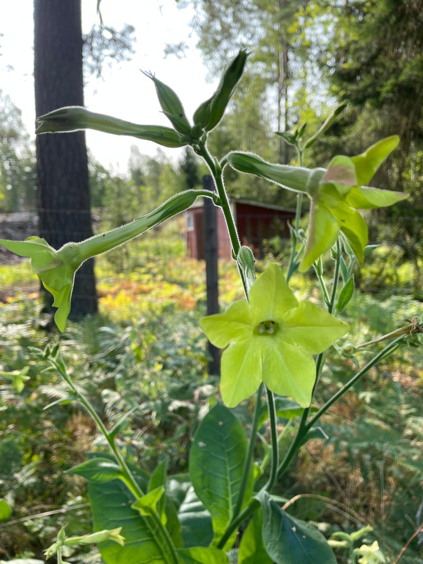 Blomstertobak "Lime green"