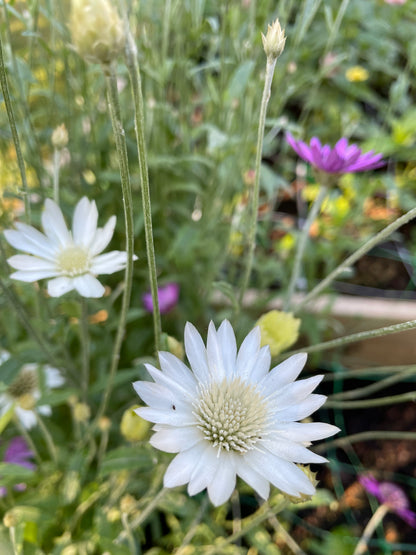 Pappersblomster