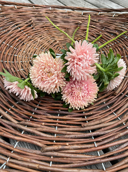Sommaraster "Chrissantella Lotus flower"