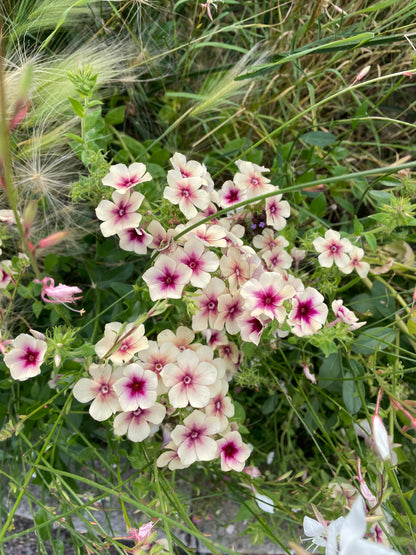 Sommarflox ”Cherry Caramel”