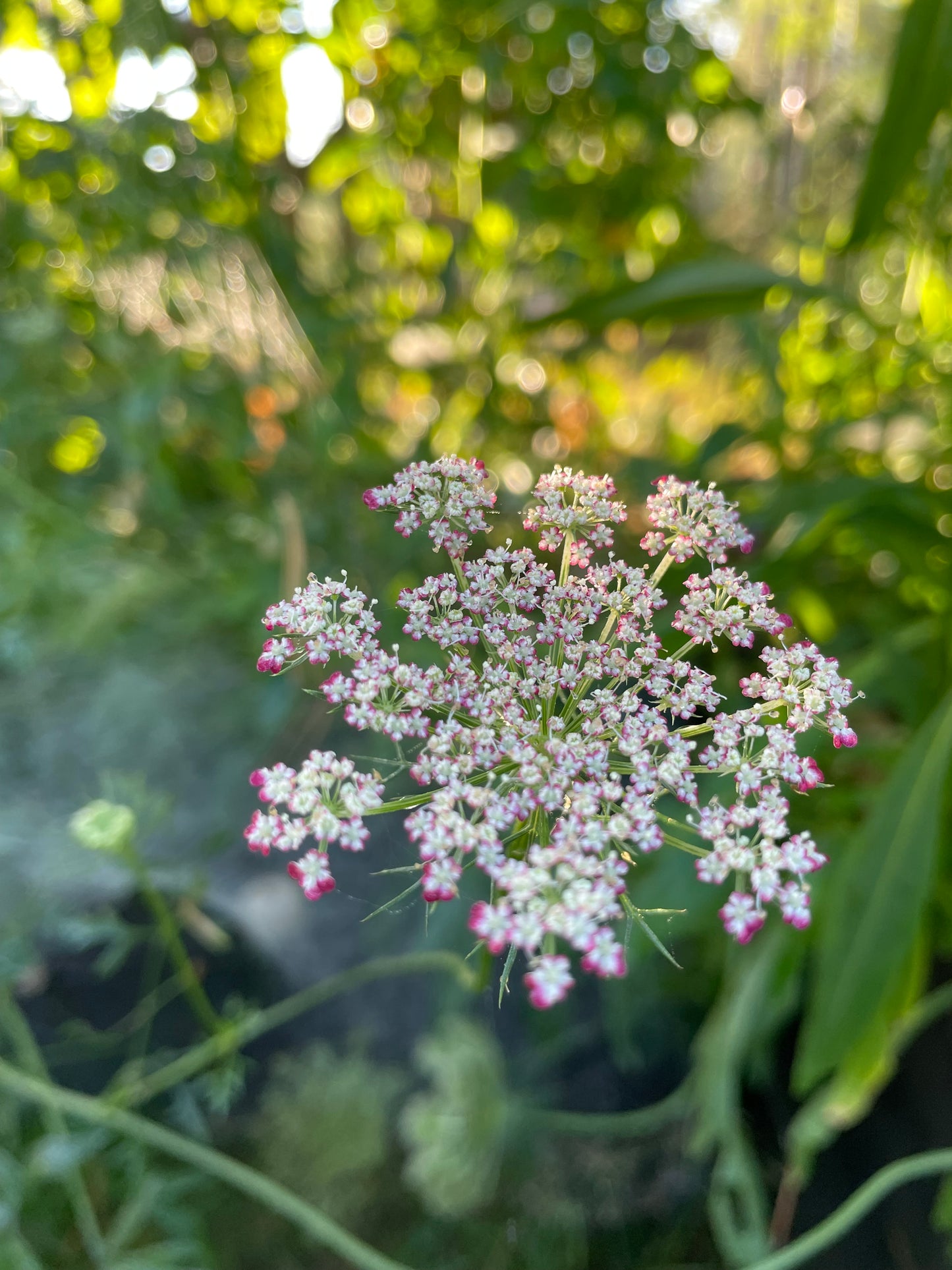 Blomstermorot ”Dara”