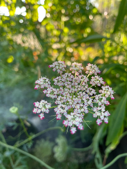 Blomstermorot ”Dara”