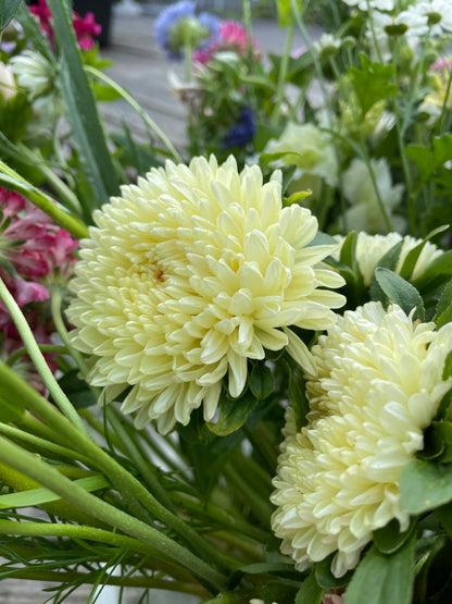 Sommaraster "King size Limoncello"