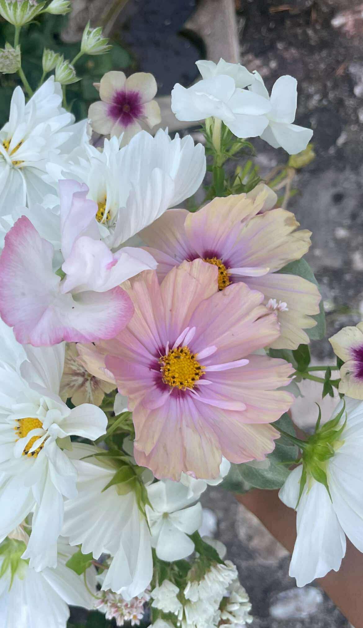 Rosenskära ”Apricot Lemonade”