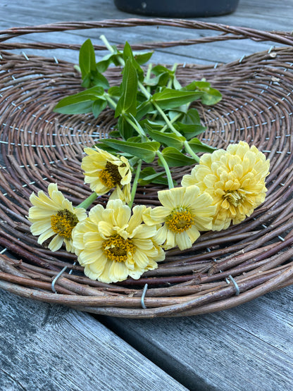 Zinnia ”Isabellina”
