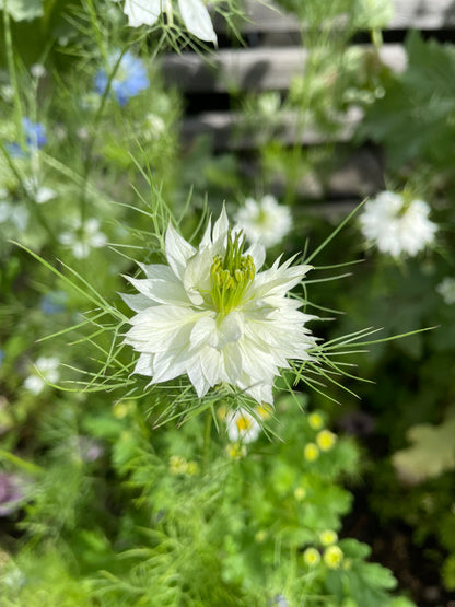 Jungfrun i det gröna ”Miss Jekyll white”