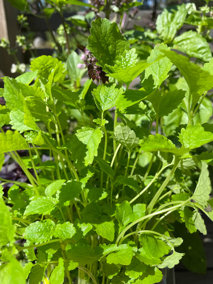 Citronmeliss