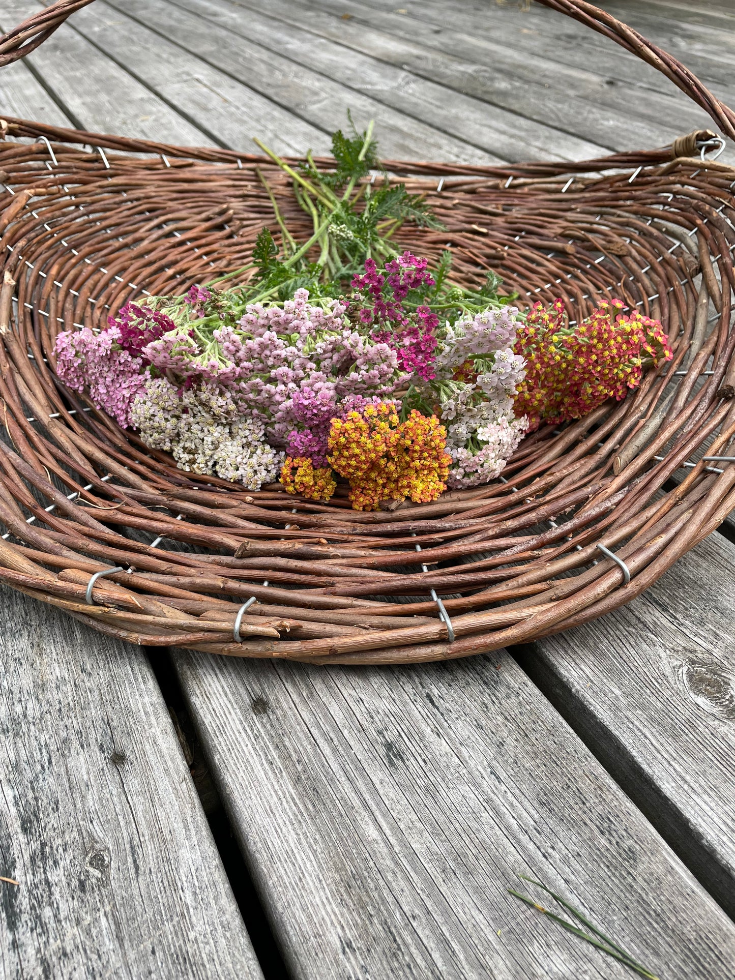 Röllika ”Pastel mix”