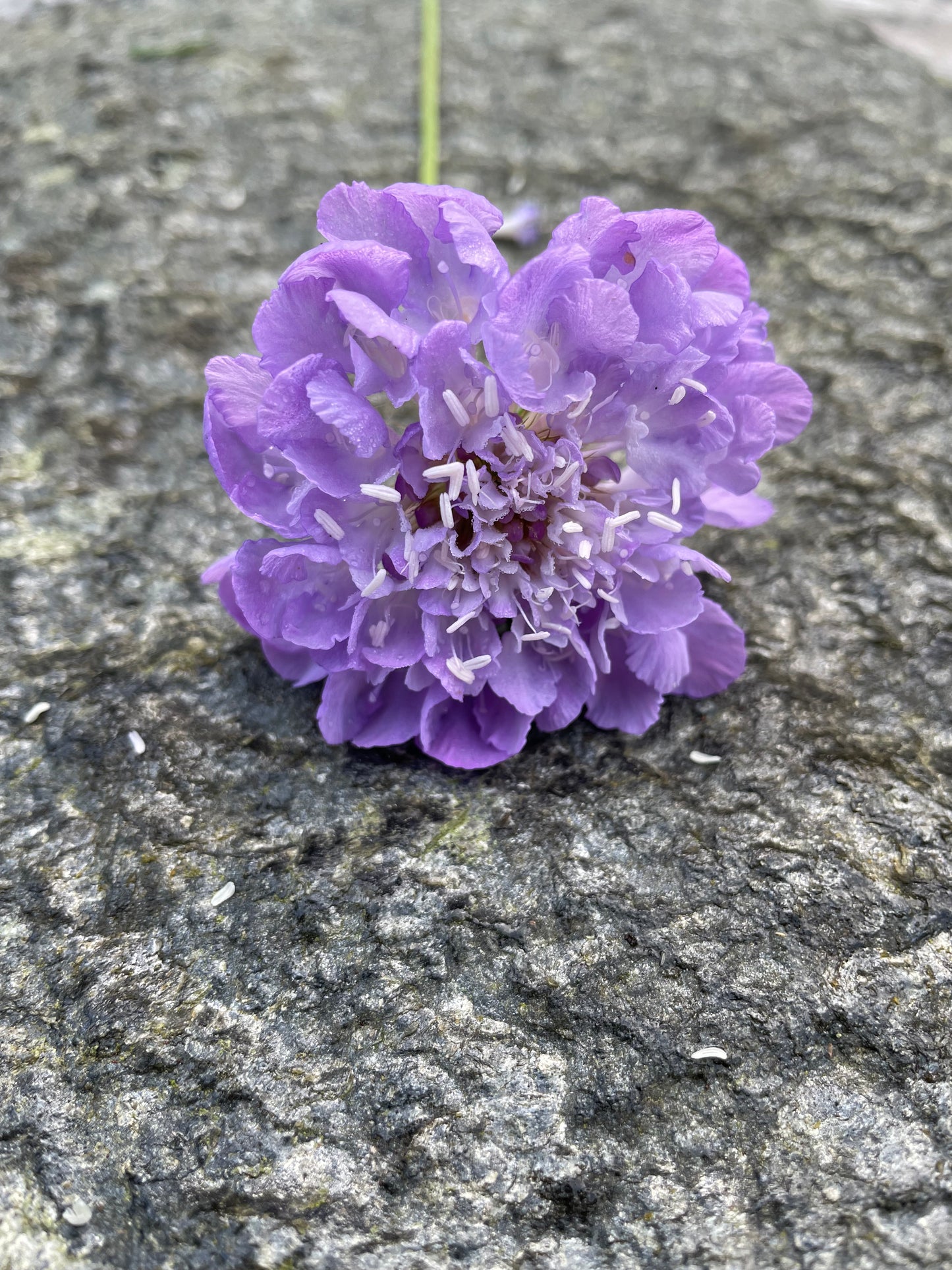 Praktvädd ”Lavender blue”