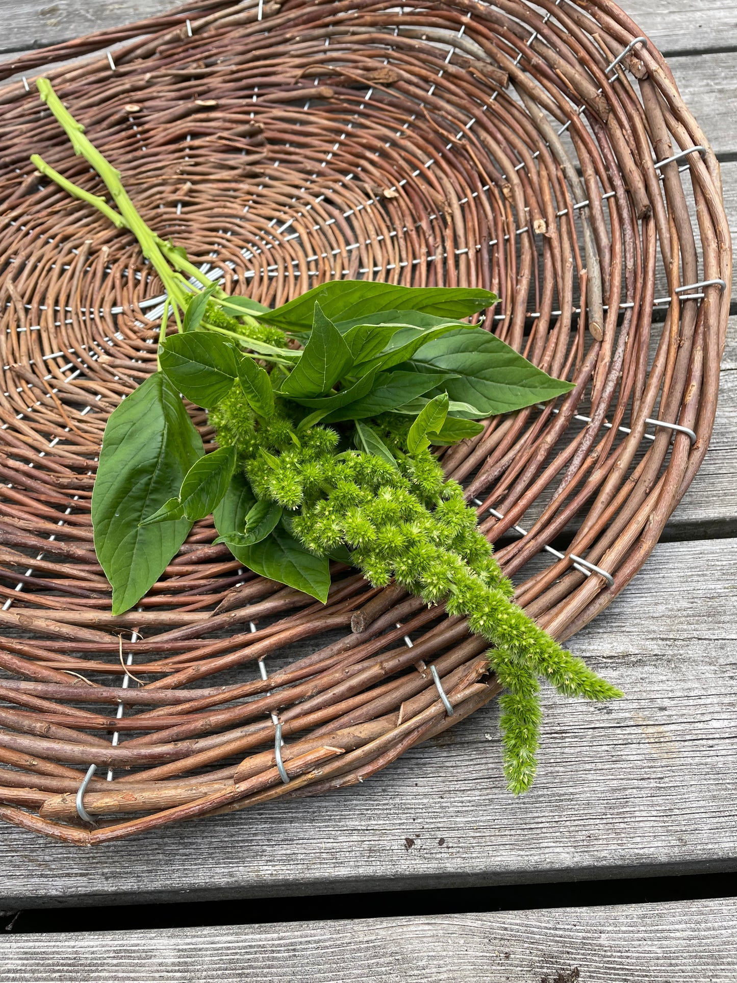 Amarant ”Green Thumb”