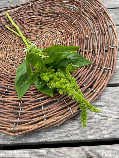 Amarant ”Green Thumb”